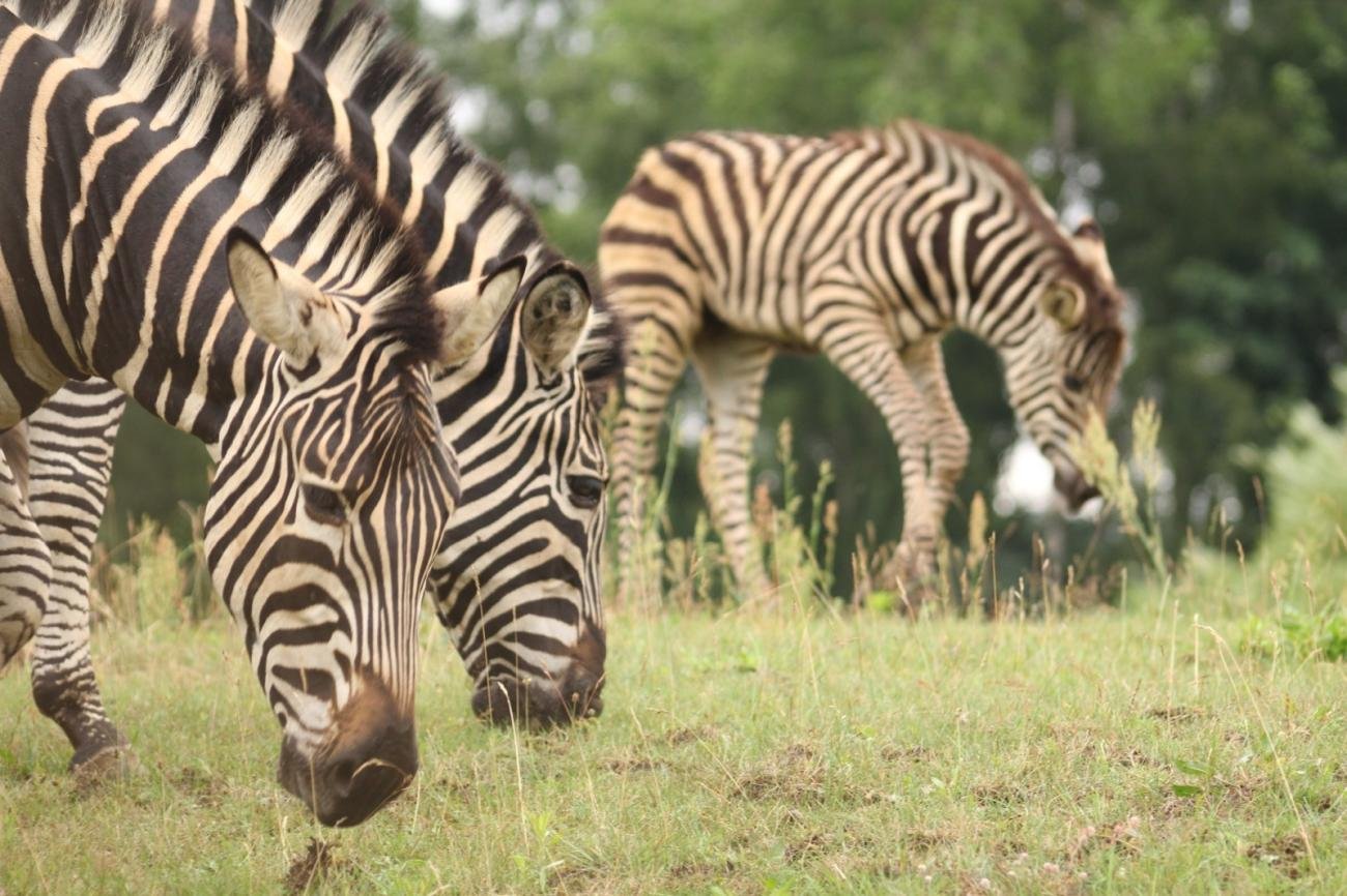foto. Gdański Ogród Zoologiczny